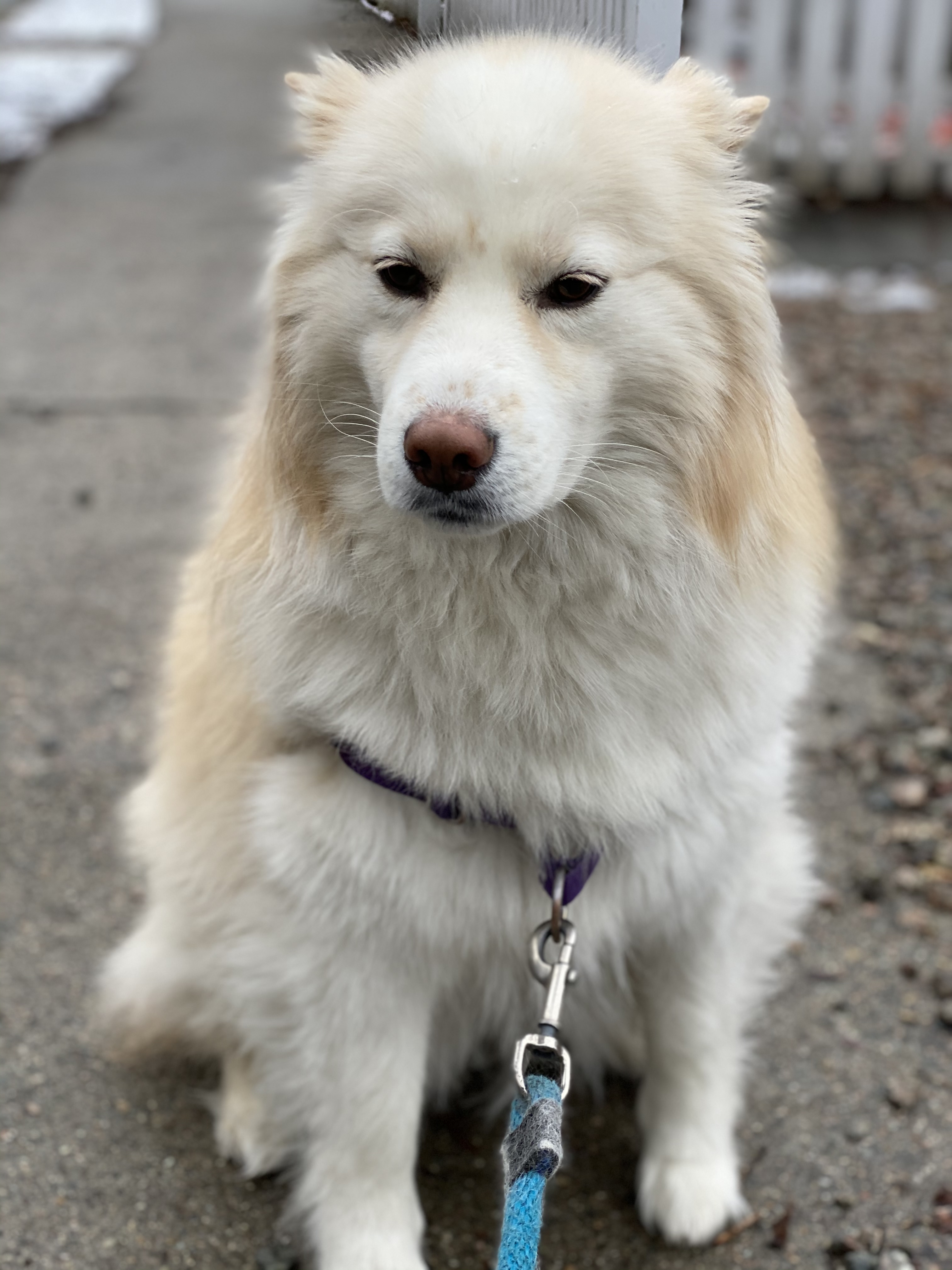 puppy preschool
