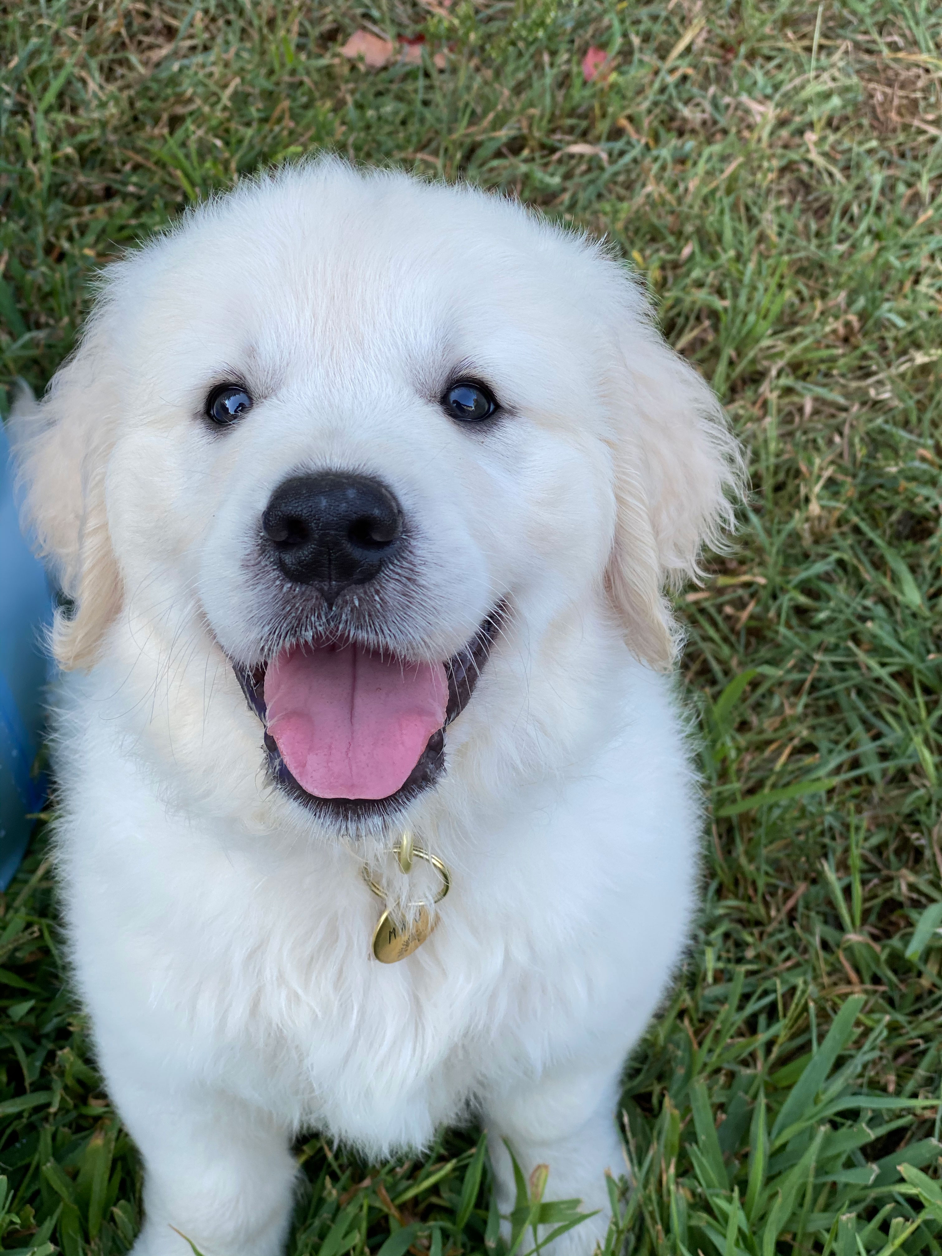 puppy preschool